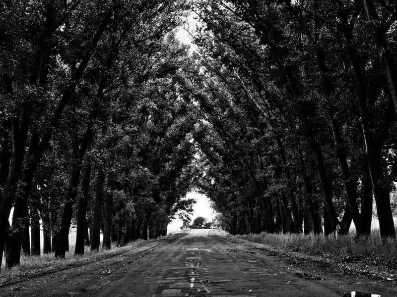 Animal Disease Diagnostic Kit